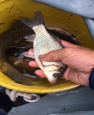 白条申请：稳到账的秘诀