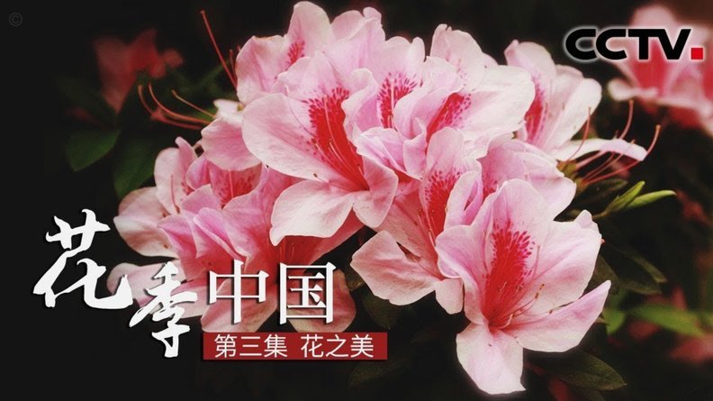 花呗怎么套花呗的钱