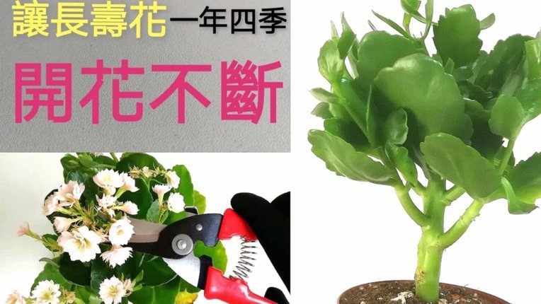 携程网拿去花怎么用不了