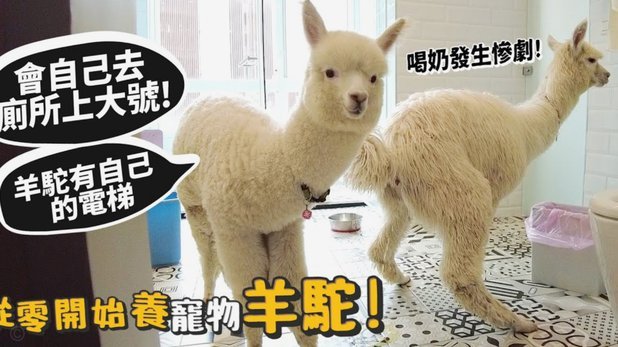 羊小羊套现：成本几何？深层解析