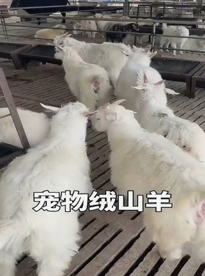 小羊羊的价格密码：从牧场到餐桌
