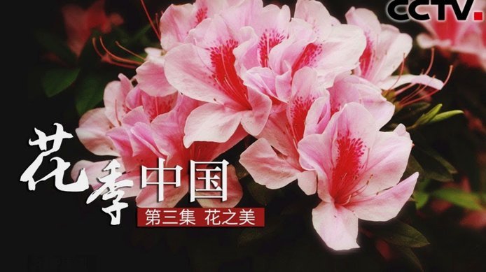 花呗平台合法吗