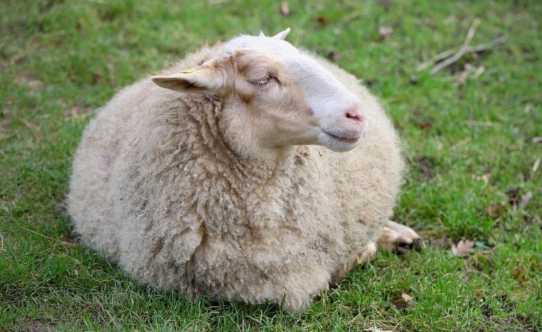 羊小咩100怎么涨额度