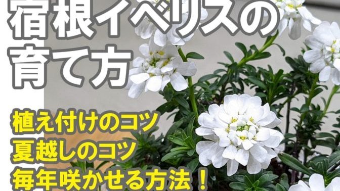 礼品卡余额能转出吗