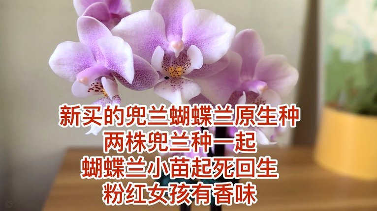 花呗出问题了？别慌，这样做！
