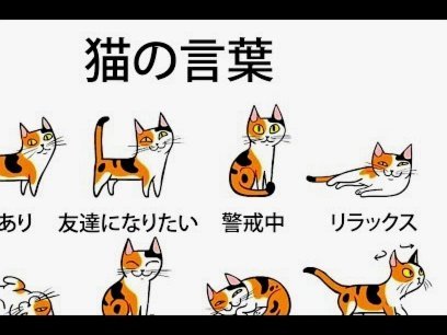 花呗天猫额度如何提升？