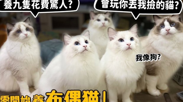 花呗天猫额度怎么套出来啊