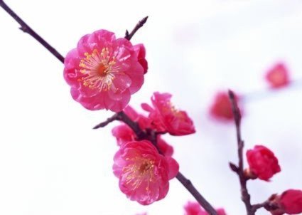 花呗分期套现平台 现在能用吗