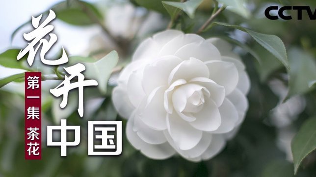 花呗客服电话多少