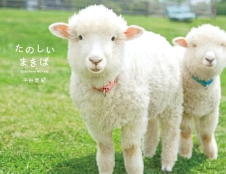 羊小咩还能用吗